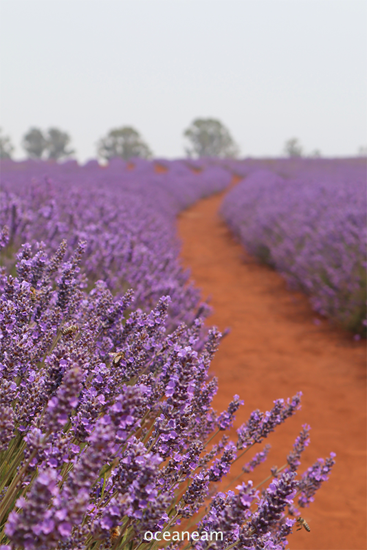 Comment Visiter La Tasmanie 14 Idées Pour Découvrir Lîle Australienne Océaneam Travel 6812